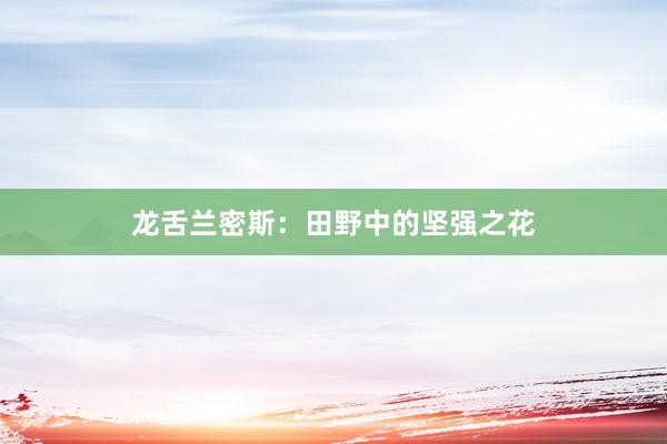 龙舌兰密斯：田野中的坚强之花